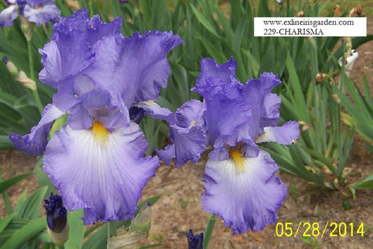 The flower Charisma - Tall Bearded Iris (TB)