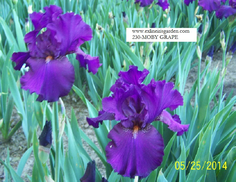 The flower Moby Grape - Tall Bearded Iris (TB)