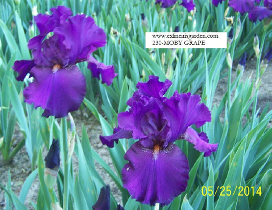 The flower Moby Grape - Tall Bearded Iris (TB)