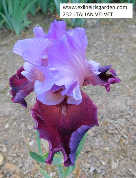 The flower Italian Velvet - Tall Bearded Iris (TB)