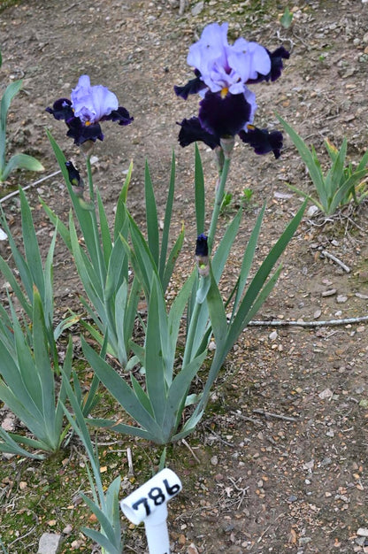 Habit