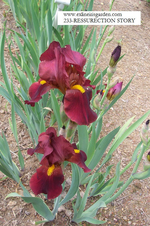 The flower Resurrection Story - Tall Bearded Iris (TB)