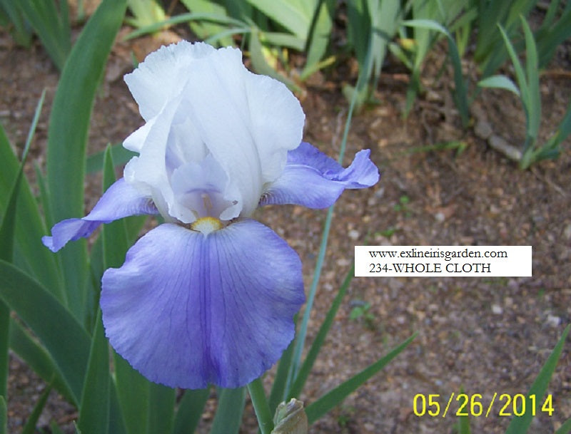 The flower Whole Cloth - Tall Bearded Iris (TB)