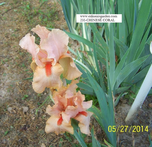 The flower Chinese Coral - Tall Bearded Iris (TB)