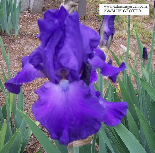 The flower Blue Grotto - Tall Bearded Iris (TB)