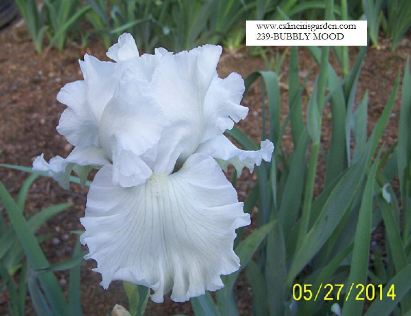 The flower Bubbly Mood - Tall Bearded Iris (TB)