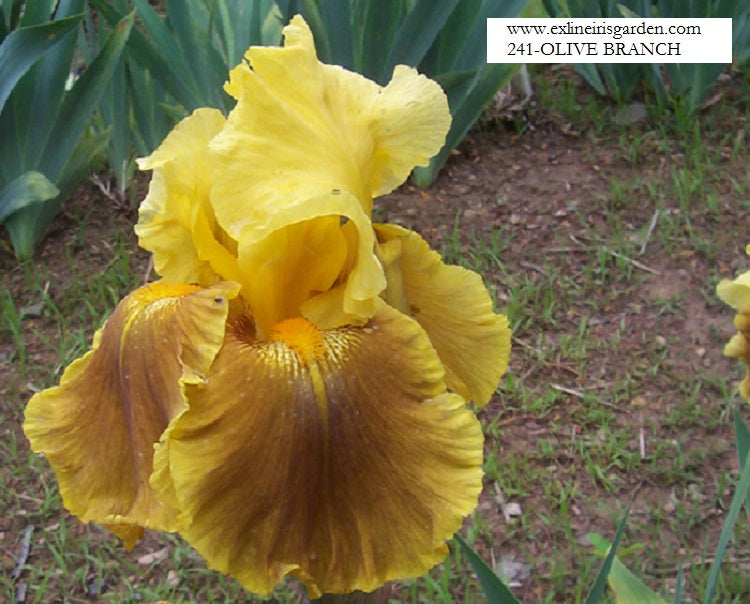 The flower Olive Branch - Tall Bearded Iris (TB)