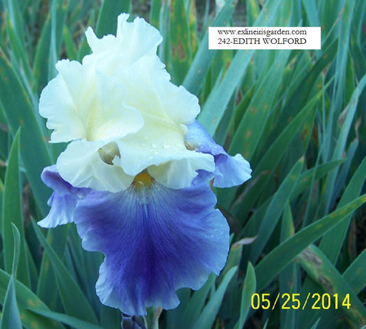 The flower Edith Wolford - Tall Bearded Iris (TB)