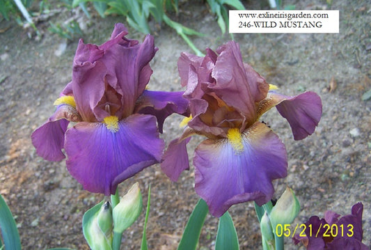 The flower Wild Mustang - Tall Bearded Iris (TB)