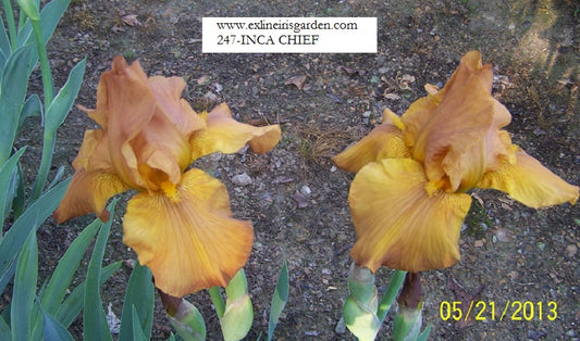 The flower Inca Chief - Tall Bearded Iris (TB)