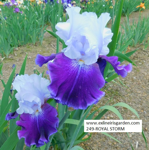 The flower Royal Storm - Tall Bearded Iris (TB)