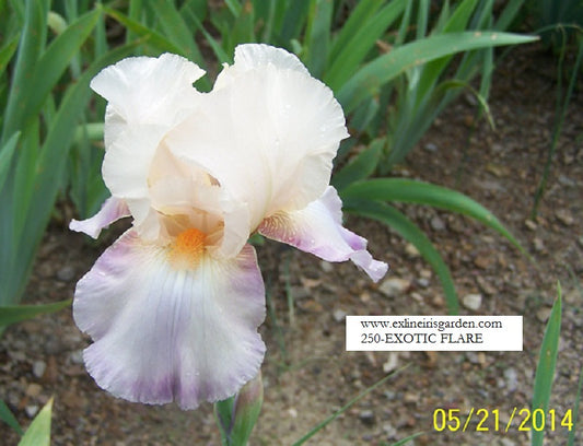 The flower Exotic Flare - Tall Bearded Iris (TB)