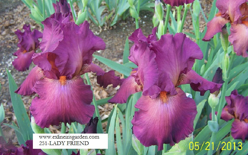 The flower Lady Friend - Tall Bearded Iris (TB)