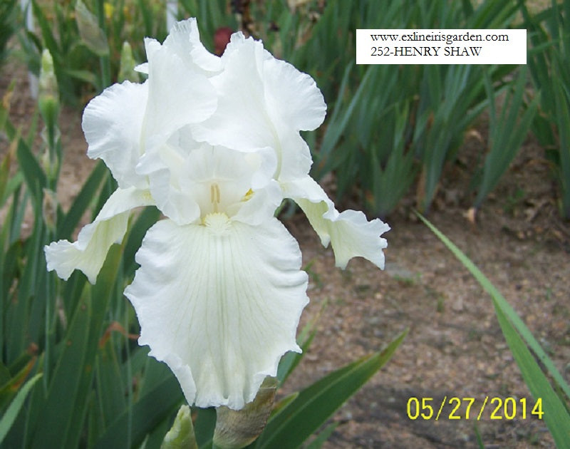 The flower Henry Shaw - Tall Bearded Iris (TB)