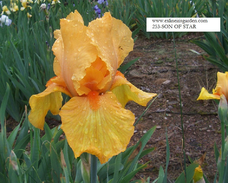 The flower Son of Star - Tall Bearded Iris (TB)