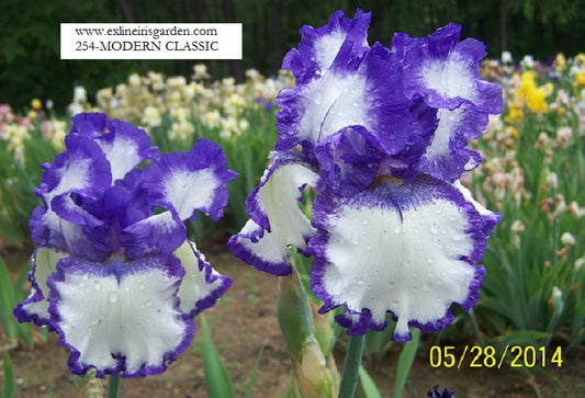 The flower Modern Classic - Tall Bearded Iris (TB)