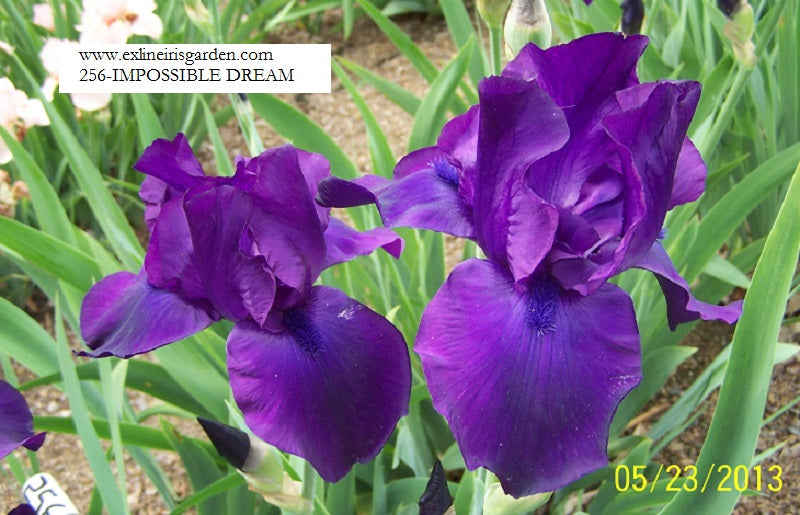 The flower Impossible Dream - Tall Bearded Iris (TB)