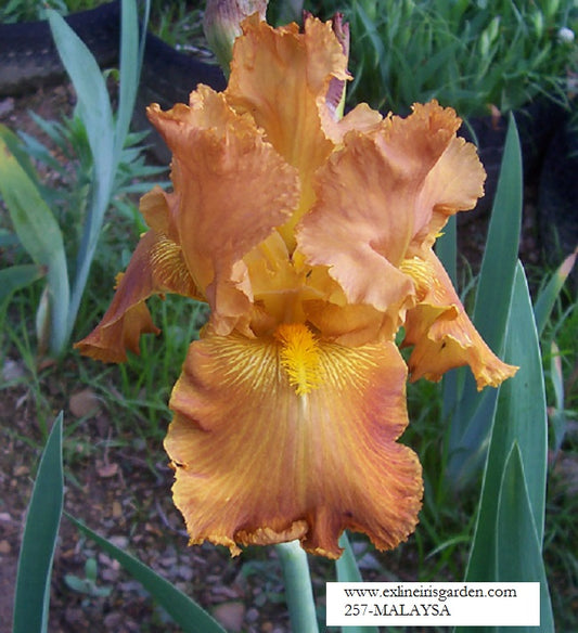 The flower Malaysia - Tall Bearded Iris (TB)