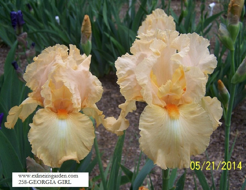 The flower Georgia Girl - Tall Bearded Iris (TB)