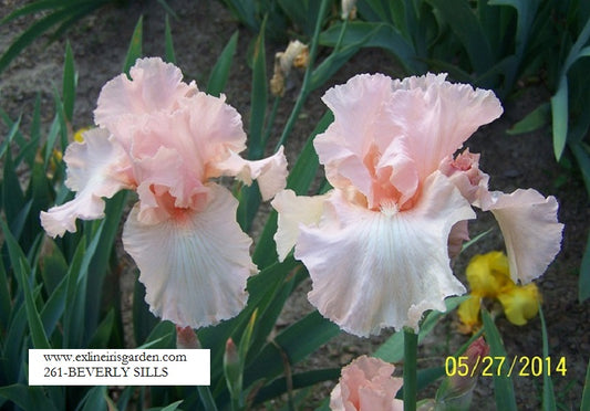 The flower Beverly Sills - Tall Bearded Iris (TB)