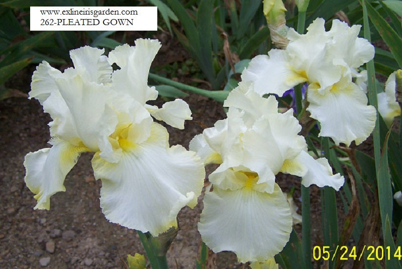 The flower Pleated Gown - Tall Bearded Iris (TB)