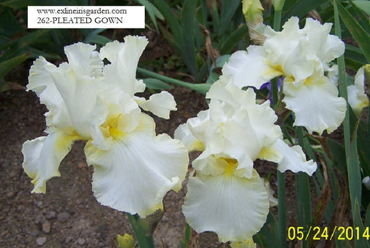 The flower Pleated Gown - Tall Bearded Iris (TB)