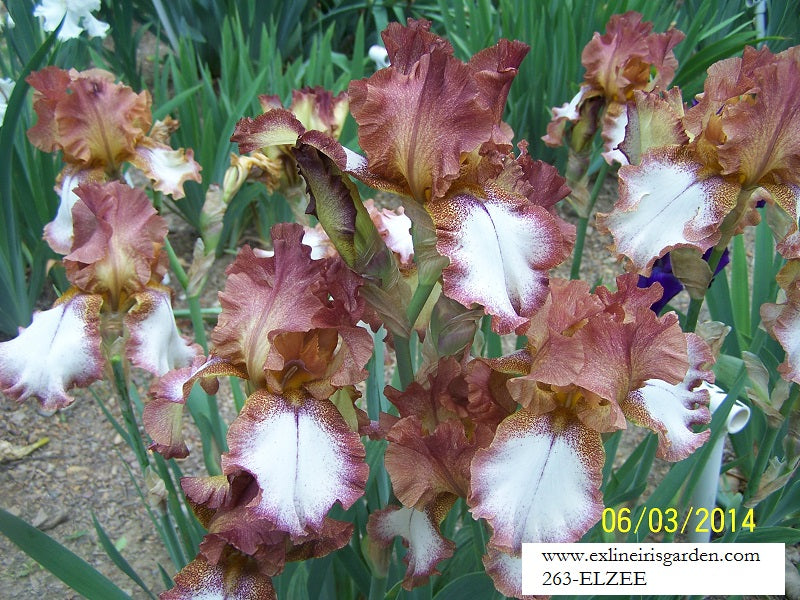 The flower Elzee - Tall Bearded Iris (TB)