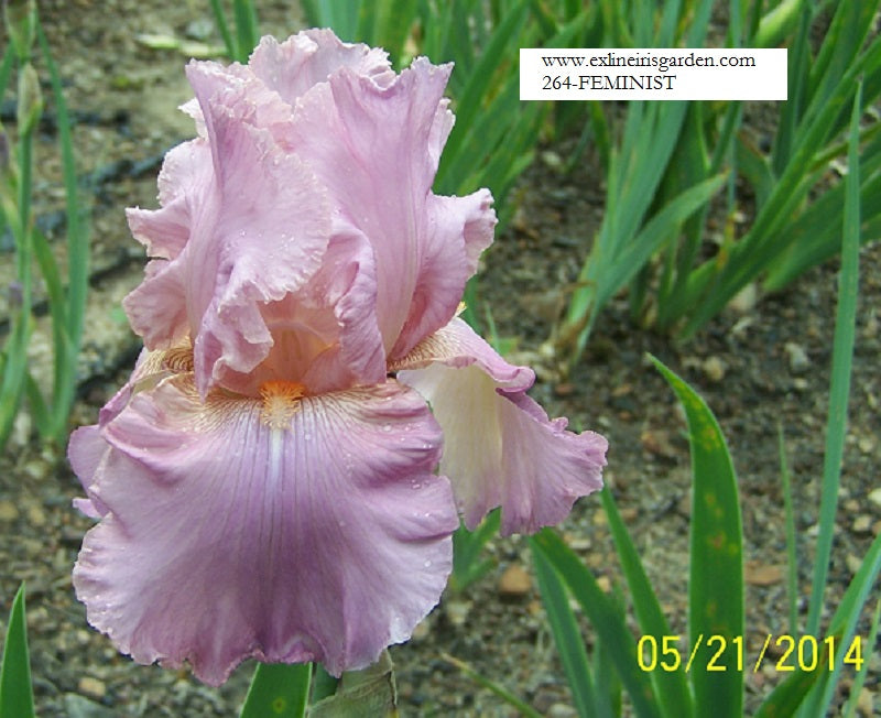 The flower Feminist - Tall Bearded Iris (TB)