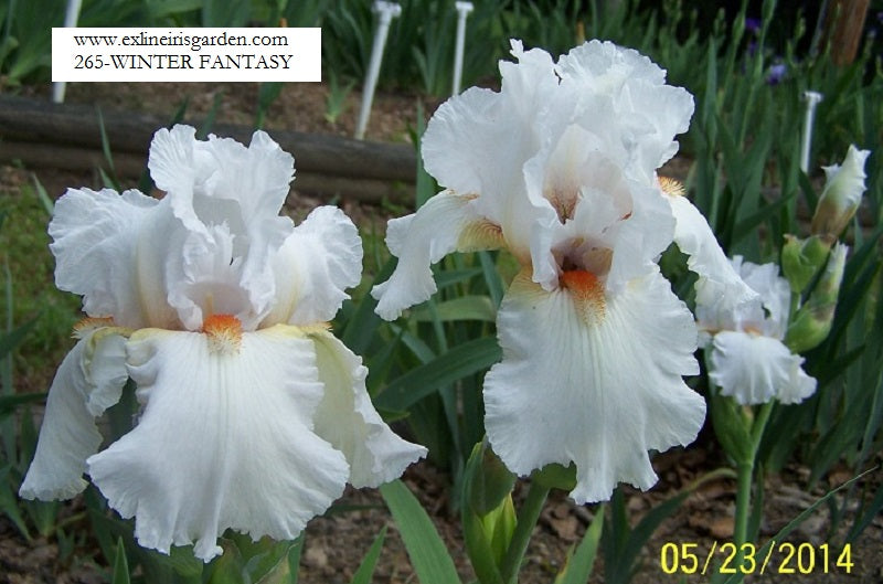 The flower Winter Fantasy - Tall Bearded Iris (TB)