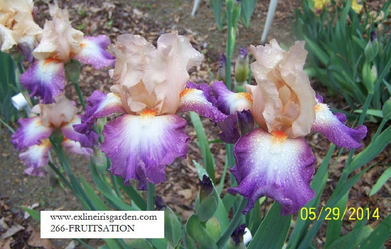 The flower Fruitsation - Tall Bearded Iris (TB)