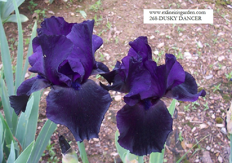 The flower Dusky Dancer - Tall Bearded Iris (TB)