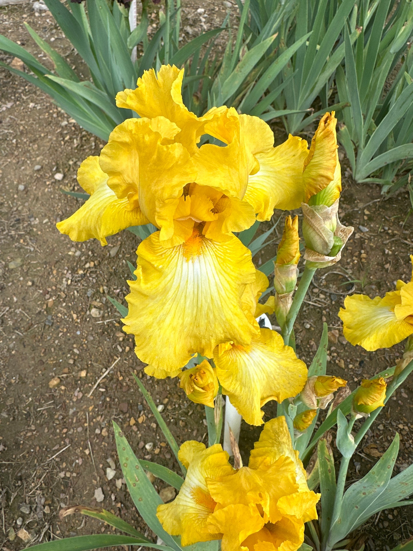Unidentified Yellow TB #2