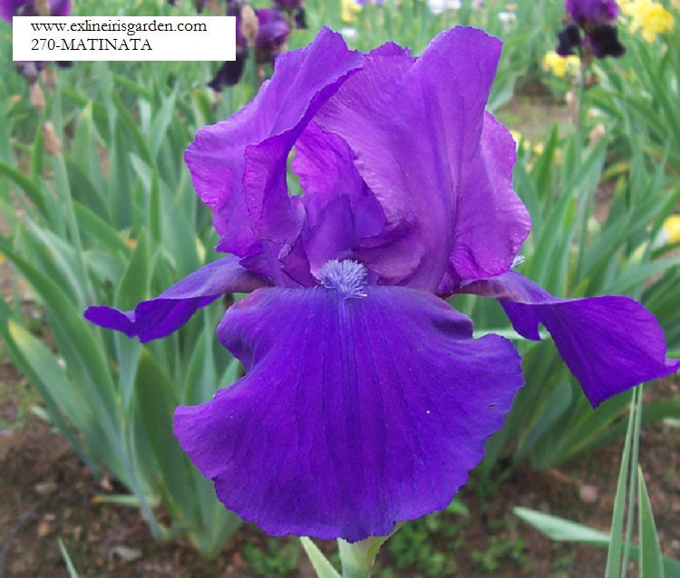 The flower Matinata - Tall Bearded Iris (TB)