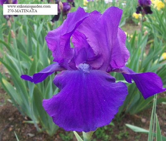 The flower Matinata - Tall Bearded Iris (TB)