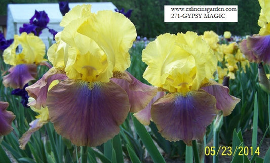 The flower Gypsy Magic - Tall Bearded Iris (TB)