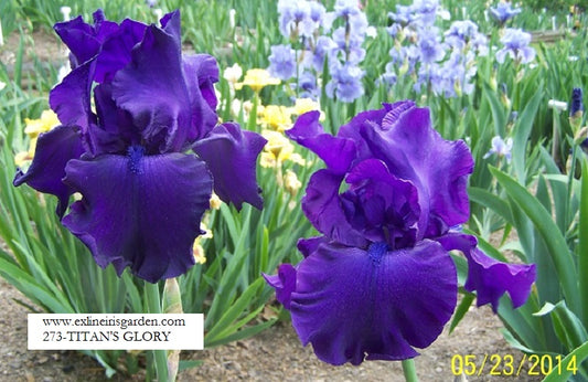 The flower Titan's Glory - Tall Bearded Iris (TB)