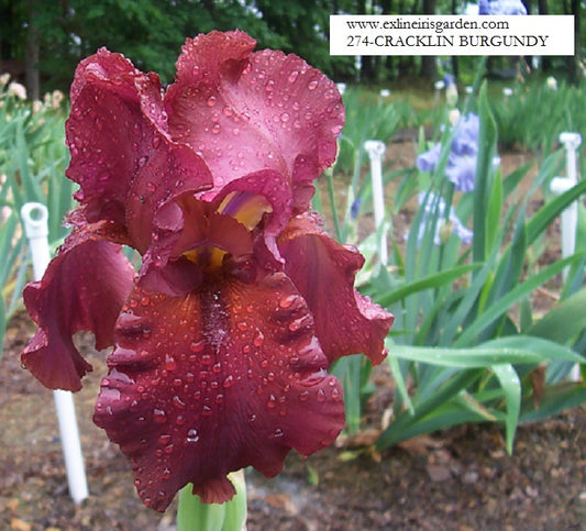 The flower Cracklin' Burgundy - Tall Bearded Iris (TB)