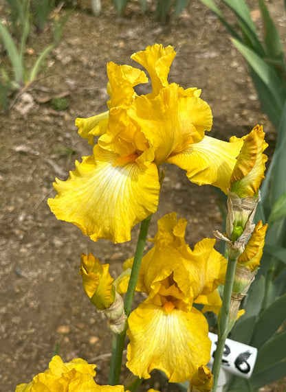 Unidentified Yellow TB #2