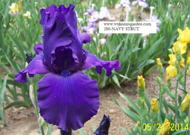 The flower Navy Strut - Tall Bearded Iris (TB)