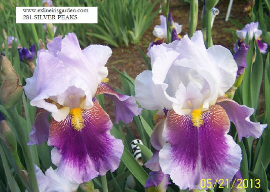 The flower Silver Peak - Tall Bearded Iris (TB)