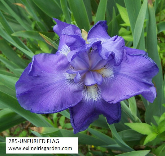 The flower Unfurled Flag - Tall Bearded Iris (TB)