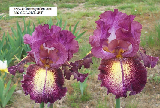 The flower Colortart - Tall Bearded Iris (TB)