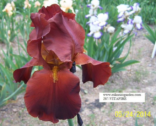 The flower Vitafire - Tall Bearded Iris (TB)