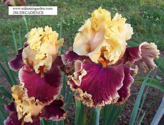 The flower Decadence - Tall Bearded Iris (TB)