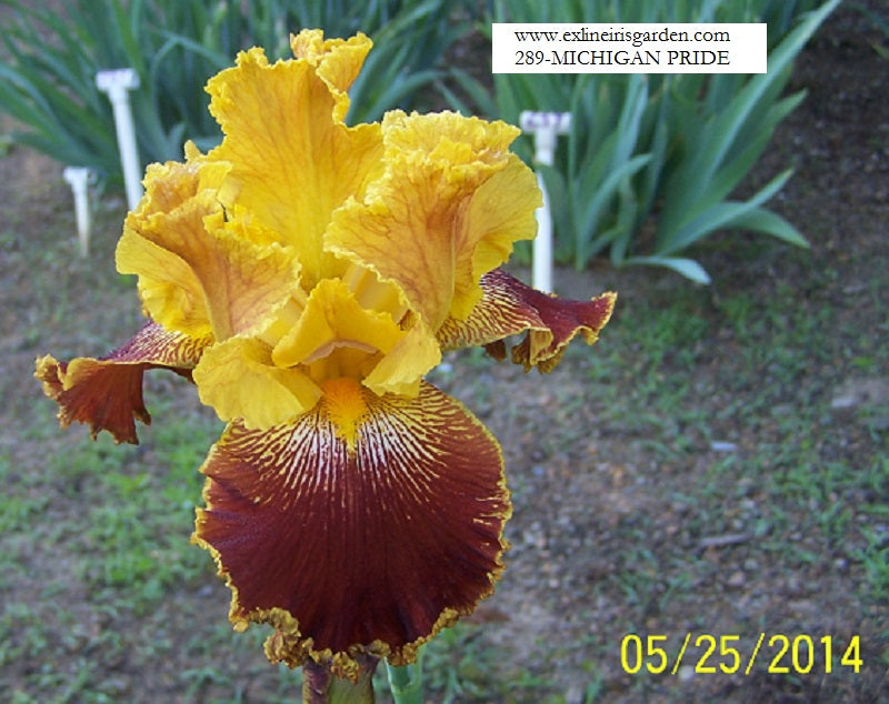 The flower Michigan Pride - Tall Bearded Iris (TB)