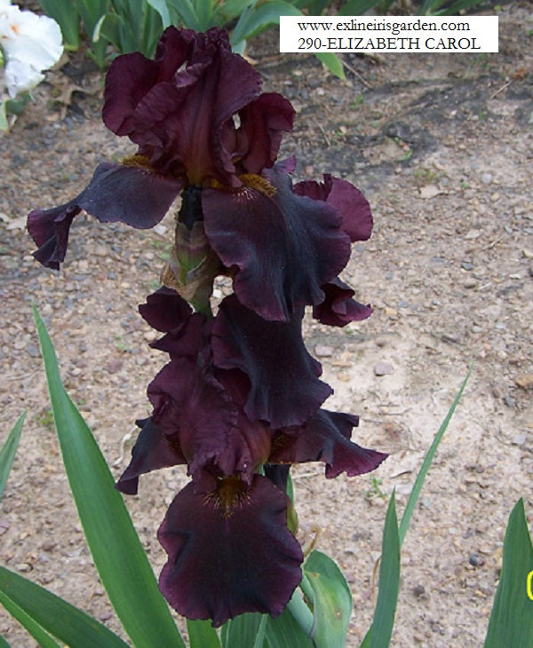 The flower Elizabeth Carol - Tall Bearded Iris (TB)