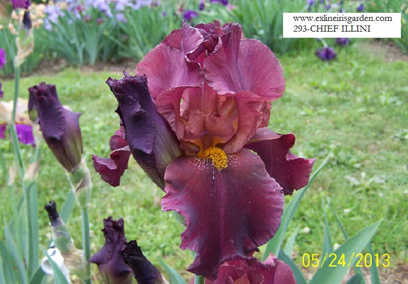 The flower Chief Illini - Tall Bearded Iris (TB)