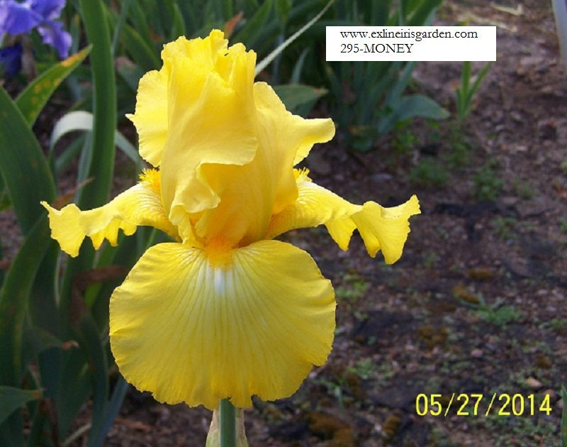 The flower Money - Tall Bearded Iris (TB)