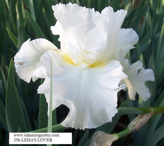 The flower Leda's Lover - Tall Bearded Iris (TB)