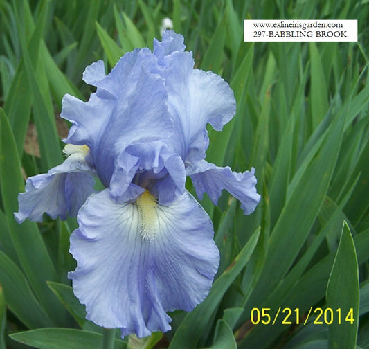 The flower Babbling Brook - Tall Bearded Iris (TB)